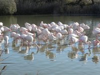 Camargues and Arles 22 December